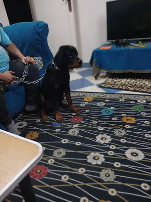 Rottweiler4