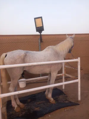 خيل  خصي  للبيع  المستعجل