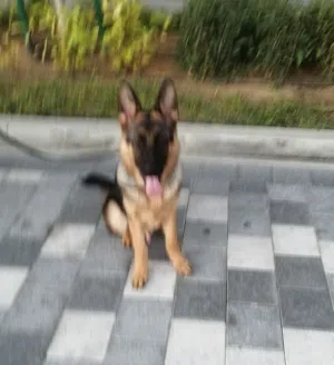 German shephered puppy