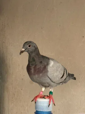 حمام زاجل زواجل ذكور