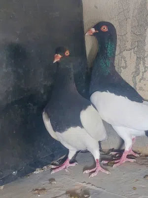 يهوديات للبيع