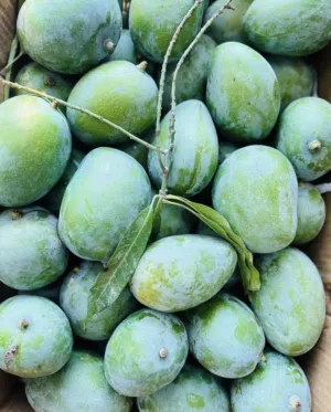حدال للبيع الكيلو بنص ريال