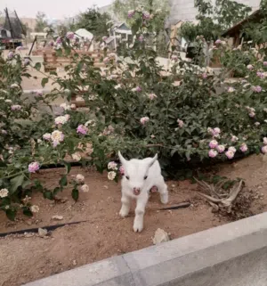 ماعز قزمى ذكر