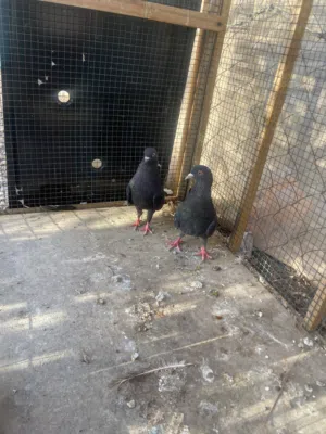 حمام للبيع مكي