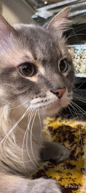 pour ce chat