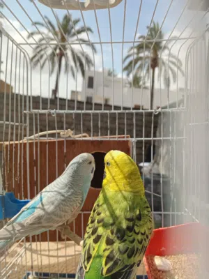 بقالينو للبيع