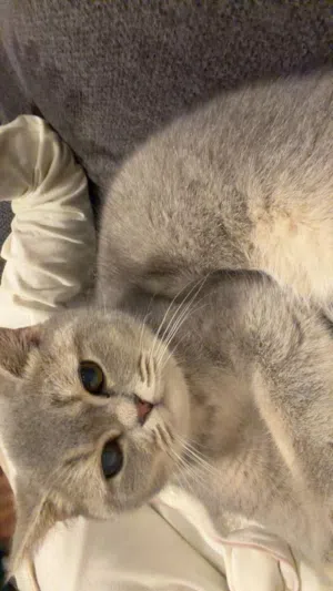 قط بريتش شورت هير بيور للبيع