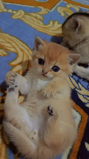 كتن جولدن للبيع