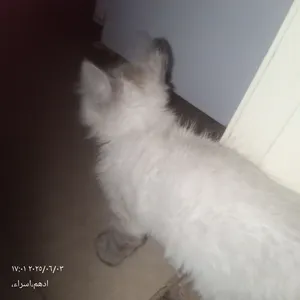 ‏هملايا‏3