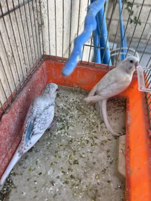 طيور حب الوان حلوة