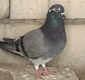 نثية شرط الشد والبيض