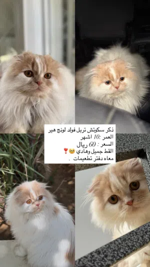 سكوتش قط انثا وذكر