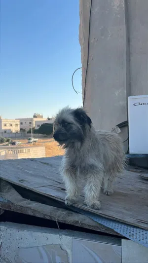 متاح كلاب زينه