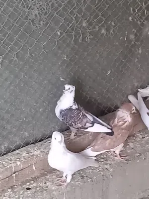 حمام نساوي للبيع