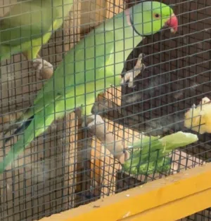 للبيع ببغاء الدُّرّة (Indian Ringneck) بحالة ممتازة
