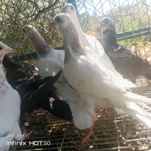 8 فراخ كشامره