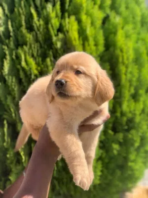 جراء جولدن ريتريفر مميزه ذكور من بت زون