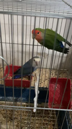 جوز روز للبيع شغالت 100%