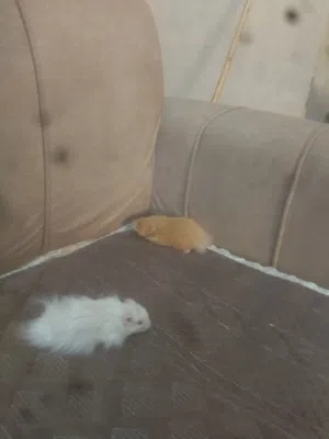 هامستر للبيع