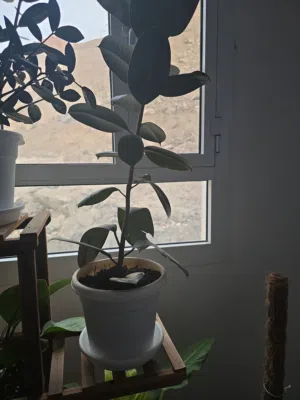 rubber plant