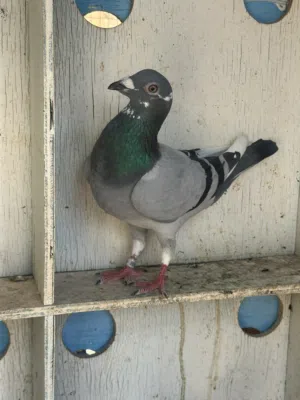 زاجل سباق (ريس)