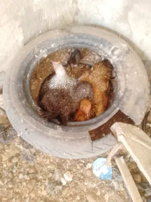 جوز كناري  تحته فرخ واحد جوز كوكتيل تحته فرخين وبيض ثلاث دجاجلت وديك حاجه ورعا صوص واحد ودجاجه  راقد