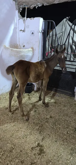 Horses3