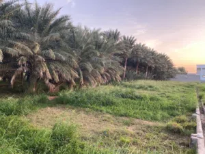 Farm Land for Sale in Al Sharqiya Sur