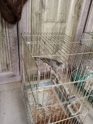 كنار سكني للبيع او البدل