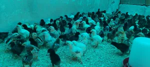 Chickens1