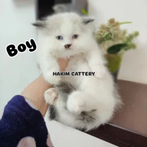 قطط راغدول بيور كيتين ولد وبنت Ragdoll Kittens pure مطعمين ديدان وحشرات