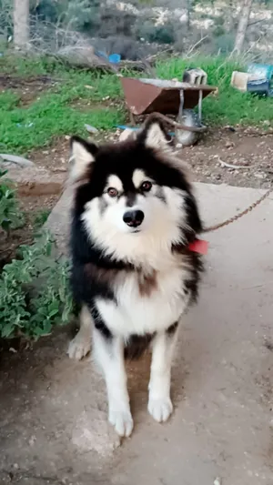 Husky0