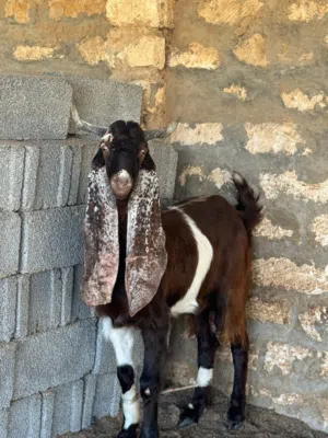 جدي قبرصي ع باكستاني