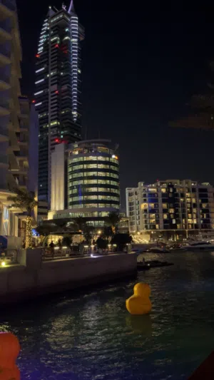 مطلوب كلب كبير للتبني أو بسعر قليل بس يكون متعود يعيش جوا البيت Looking for a dog for adoption