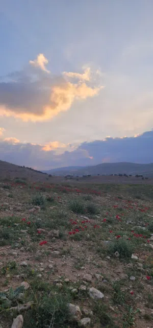 Farm Land for Sale in Zarqa Birayn