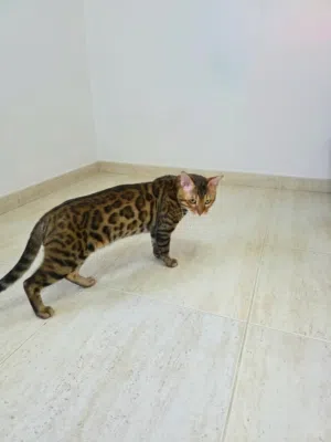 Bengal cat