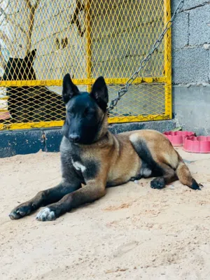 جرو مالينوا عمره 5 شهور