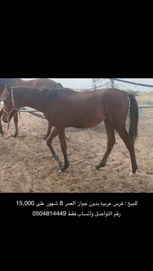 ‏خيل‏1