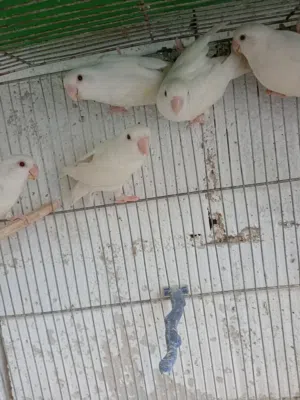 بعد الصلاه ع النبي يوجد مجموعة طيور روز روز البينو عين حمرا  إقرأ التفاصيل في الاعلان &$#@#$&&&&$$##