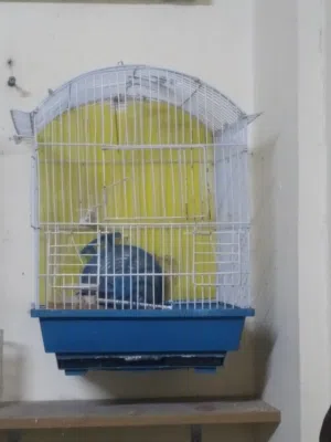 اقفاص معلفين بحاله ممتازه للبيع