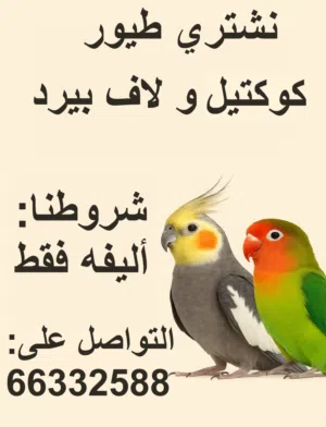 نشتري طيور لاف بيرد و كوكتيل أليفين