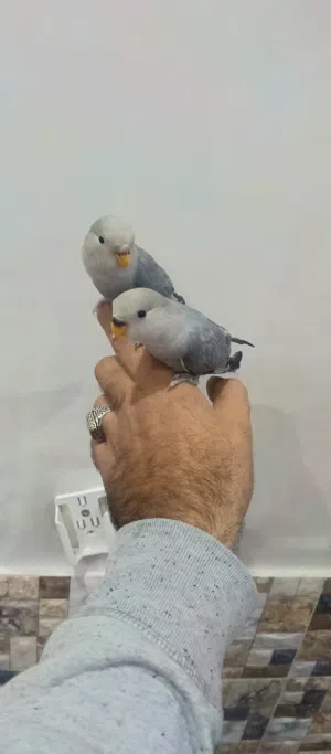 جوز روز  مخاليف اليفات