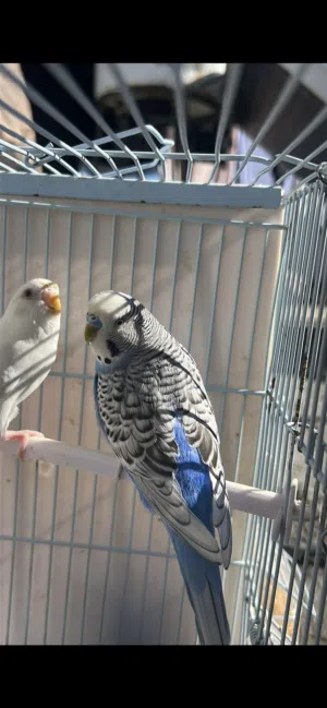 زوج طيور بادجي للبيع