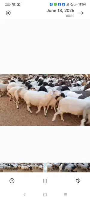 ربي ايبارك ماشاءالله العدد 250 غنم درجه