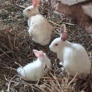ارانب فرنسي النسخه القديمه الاصليه