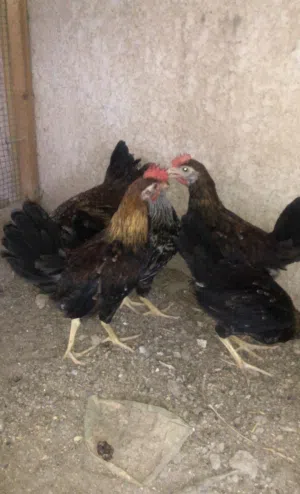 اديوجه كويتي بسعر مناسب