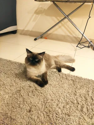 Male  Himalayan Cat 1year old