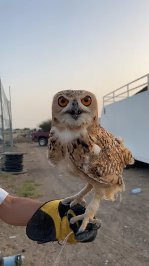 بومة نسريه