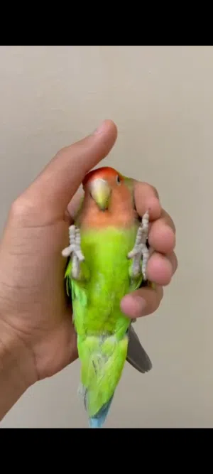 روز اليف جدا