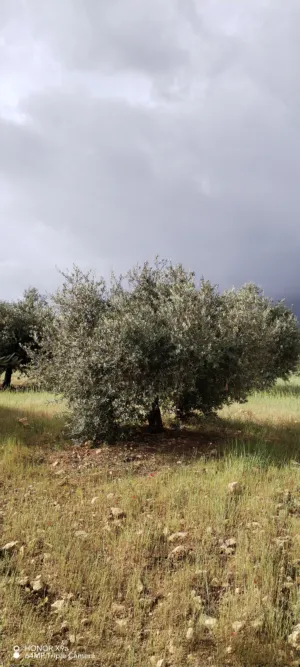 Farm Land for Sale in Jerash Al-Mastaba
